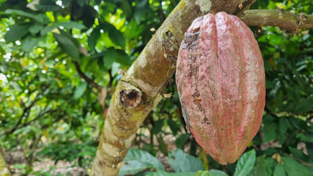 Cacao