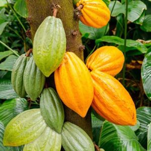 cacao_